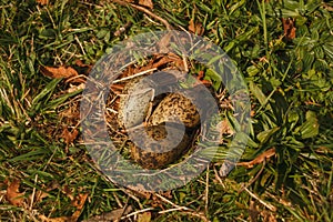 Abandoned nest with three eggs lapwing