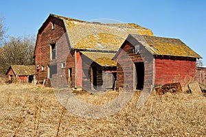 Abandoned old barn and sheds in dry grass