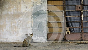 Abandoned old building with cats