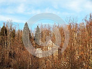 An abandoned old house hidden among the trees of spruce and beech, a forest idyll of unspoiled nature