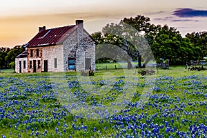 Abandoned Old House in Texas Wildflowers.