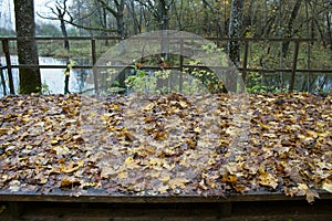 Abandoned old Park with a pond, streams, ancient trees, garden benches