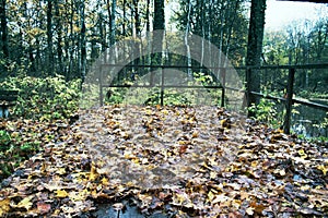 Abandoned old Park with a pond, streams, ancient trees, garden benches