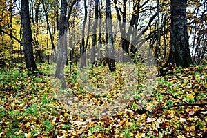 Abandoned old Park with a pond, streams, ancient trees, garden benches