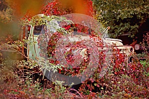 abandoned old truck overgrown with plants