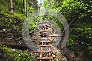 Abandoned old wooden bridge in jungle forest.