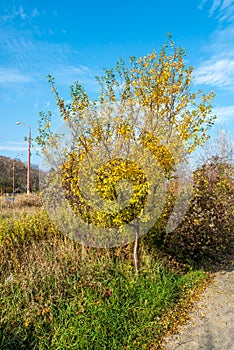 Abandoned part of city park at November