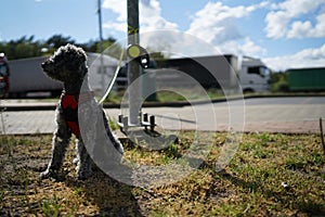 Abandoned pet dog leashed on parking sign pole