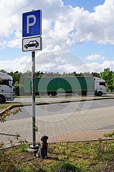 Abandoned pet dog leashed on parking sign pole