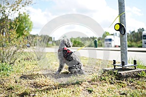 Abandoned pet dog leashed on parking sign pole