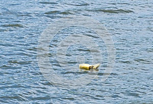 Abandoned PFD floating in lake water