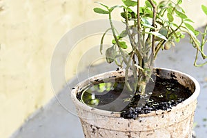 Abandoned plastic bowl with stagnant water inside. close up view. mosquitoes in potential breeding ground.proliferation of