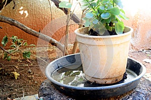 Abandoned plastic bowl in a vase with stagnant water inside. close up view. mosquitoes in potential breeding.proliferation of