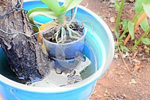 Abandoned plastic bowl in a vase with stagnant water inside. close up view. mosquitoes in potential breeding.proliferation of