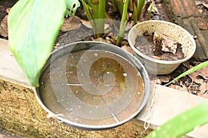 abandoned plastic bowl in a vase with stagnant water inside. close up view. mosquitoes in potential breeding.proliferation of