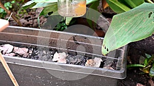 abandoned plastic bowl in a vase with stagnant water inside. close up view mosquitoes in potential breeding.proliferation of aedes