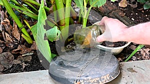 abandoned plastic bowl in a vase with stagnant water inside. close up view mosquitoes in potential breeding.proliferation of aedes