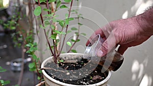 abandoned plastic bowl in a vase with stagnant water inside. close up view mosquitoes in potential breeding.proliferation of aedes