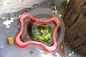Abandoned plastic bowl, vase with stagnant water inside. potential breeding ground for mosquitoes and larvae. proliferation of