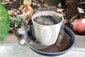 Abandoned plastic packaging with stagnant dirty water inside. close view. mosquitoes in potential breeding sites. disease