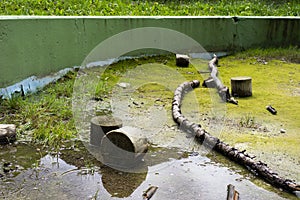 Abandoned pool with algae and wood in it