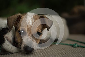 Abandoned puppy lying on the floor