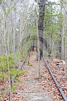 Abandoned Railroad Tracks in the Forest Nature Reclaims Railroad Tracks