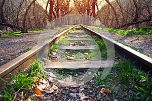 Abandoned railway track in the forest