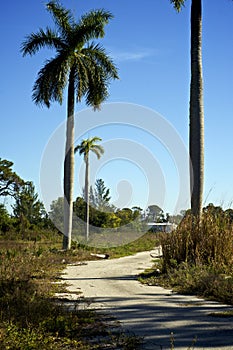 Abandoned road with palm trees