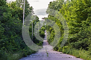 Abandoned road with streetlights surrounded by verdant forest reclaiming land photo