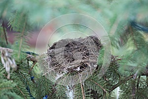 Abandoned Robin`s Nest in a Deciduous Pine Tree