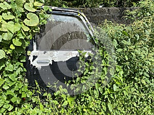 Abandoned run-down rotting car covered with overgrowth