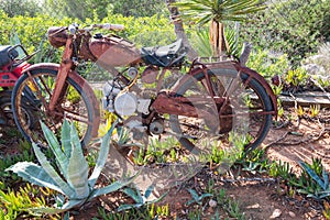 Abandoned and rusted motorcycle between palm trees and cacti