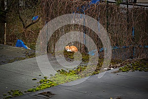 Abandoned rusty cat on the old garage roof