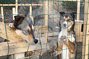 Abandoned sad lonely dogs