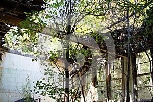 Abandoned school site overgrown with trees and vegetation