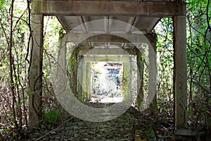 Abandoned school walkway overgrown with vegetation