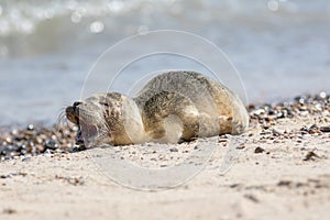 Abandoned seal pup calling for mum. Sad cute baby animal