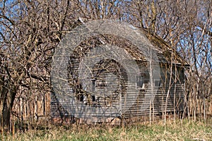 Abandoned small farm home surrounded growth of trees and shrubs