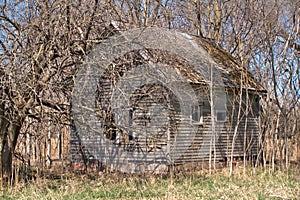 Abandoned small farm home surrounded by trees and shrubs