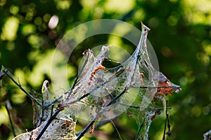 Abandoned spider web