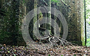 Abandoned and partially ruined haunted church building with tree growing next to the wall photo