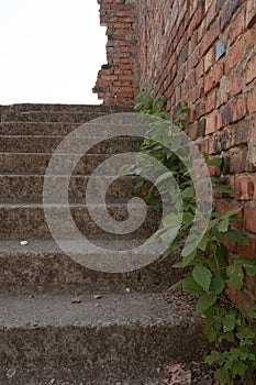 An abandoned staircase in an old house in the middle of a forest with grass between the staircase and the wall