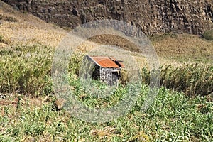 Abandoned stone house in a rural place in the middle of a wheat field Madeira, Portugal