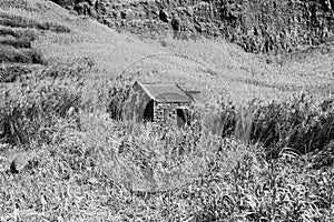 Abandoned stone house in a rural place in the middle of a wheat field Madeira, Portugal