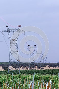 Abandoned stork nests upon electricity pylons near olive plantation, Portugal