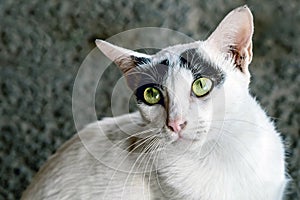 The abandoned stray black and white cat was staring curious and careful. Green eyes of black and white cat looks up at camera.