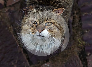 Abandoned stray cat with inflamed eyes and a wounded ear.