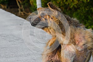 Abandonado deambular el perro 