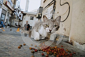 Abandoned street cat eating cat food. detail of abandoned animal feeding